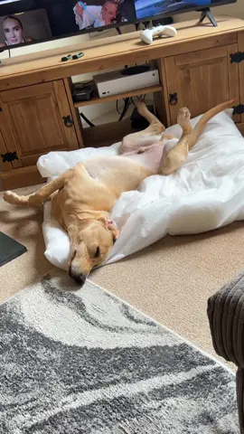 Why does my puppy always sleep in the weirdest angles I’ll never know 😂🐶🐾#puppydog #fyp #weird 
