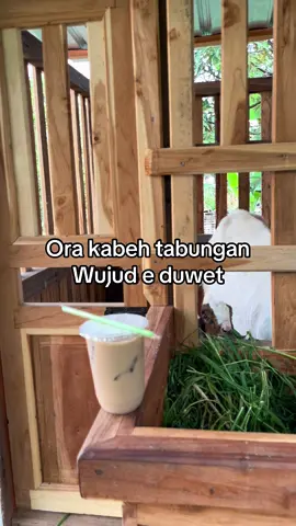 Nabung ra kudu di simpen neng bank😅🙏#peternakmuda #kambing #sobatngaret #kambingkacang #katakata #motivasi #sw #4u #fyp #bisnisanakmuda 