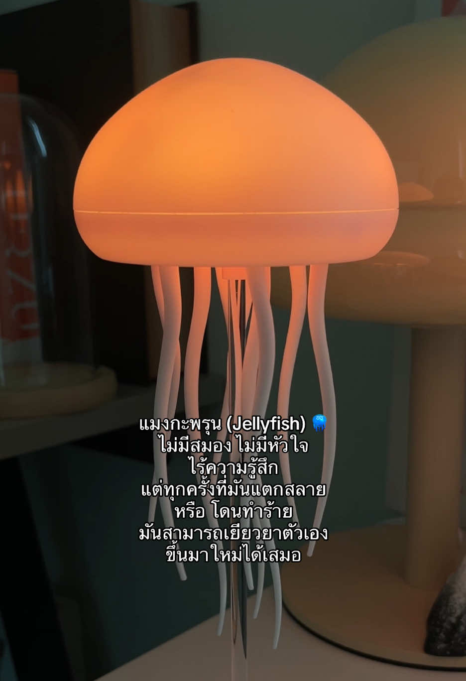 🤍 #โคมไฟแมงกระพรุน #ของขวัญให้แฟน #ของขวัญวันครบรอบ #เธรด #เธรดเพลง 
