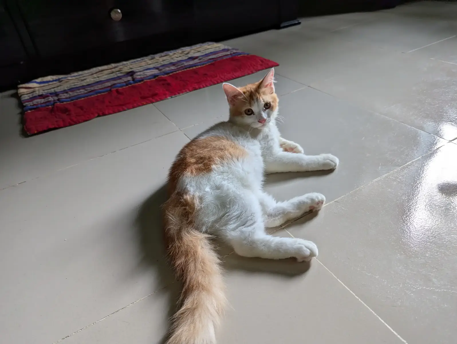 My cutie ❤️😺 #catlover #fyp #foryou 