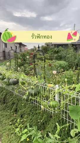 รั้วสวยกินได้ ใช้พื้นที่ให้เกิดประโยชน์ที่สุด   ##ชีวิตแม่บ้านญี่ปุ่น##บ้านและสวน  ##คนไทยในต่างแดน##คนไทยในญี่ปุ่น##คนไทยในต่างประเทศ##คนไทยไกลบ้าน##ปลูกผักกินเอง##สวนผักหลังบ้าน##สวนผักข้างบ้าน##สวนผัก##เมล็ดผัก  @@แม่แหม่ม Kanchana Iijima @@แม่แหม่ม Kanchana Iijima @@แม่แหม่ม Kanchana Iijima