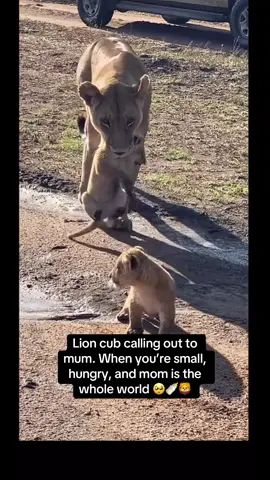 Lion cub calling out to mum. When you’re small, hungry, and mom is the whole world 🥺🍼🦁 #CubLife #LionCub #WildLove #AnimalTok #FYP #TooCute #heartmelting 