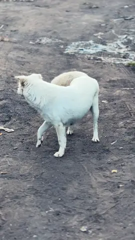 Pipipipipi