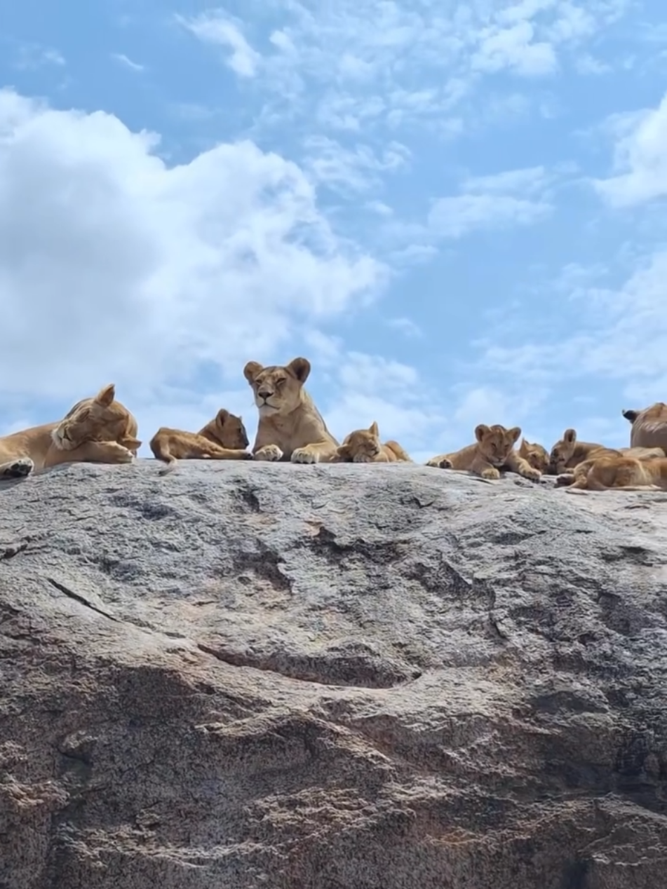 Breathtaking sighting of this massive pride sat on top of a rock overlooking their kingdom. Serengeti National Park, Tanzania 🇹🇿  📹 tracks_of_africa_safari  #lion #wildlife #nature #animal #cat #safari #breathtaking #beautiful 