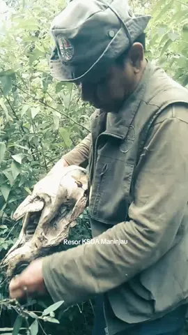 Penemuan rangka tulang satwa liar yang telah lama mati di dalam kawasan hutan cagar alam Maninjau ketika pelaksanaan Patroli SMART RBM. Pada sekitar lokasi temuan tidak ditemukan tanda-tanda jerat atau bekas aktivitas perburuan satwa liar. #satwa #satwaliar #bksda #cagaralam #bksda