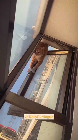 #cat #catsoftiktok #catlovers #cats #funnycats #catlover #funnycat #fyp 