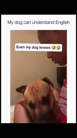 Funny and cute dogs compilation 🤣 #funnydog #funnypet #cutedog #dogoftiktok #doglover #dog 