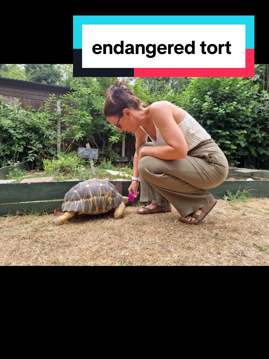 i loved seeing him up close. he's a radiated tortoise and critically endangered 🐢 smuggled in a suitcase many years ago as part of the illegal trade for the exotic pet market. #tortoisesanctuary #tortoiserescue #turtlesoftiktok #turtle #tortoises #tortoisesoftiktok #cutetortoise #rescuetortoise #rescue #tort #tortoise #endangeredtort #exotictort #exotic #endangered 