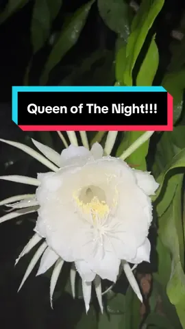 Udah pernah denger bunga wijaya kusuma atau queen of the night??? #queenofthenight #wijayakusuma #wijaya #kusuma #bibitkemarinsore #bunga #queen #night #bloom 