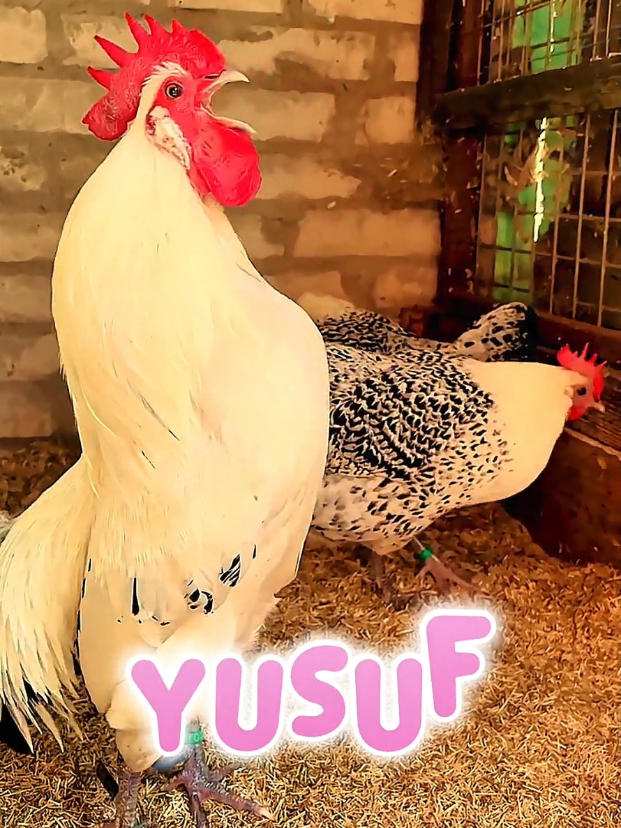 Yusuf name #rooster #chicken #fyp #foryou 