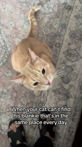 He needs his blankie and he needs it NOW . . #cats #catsoftiktok #orangecat #cat #catmom #catlover #weirdpets 