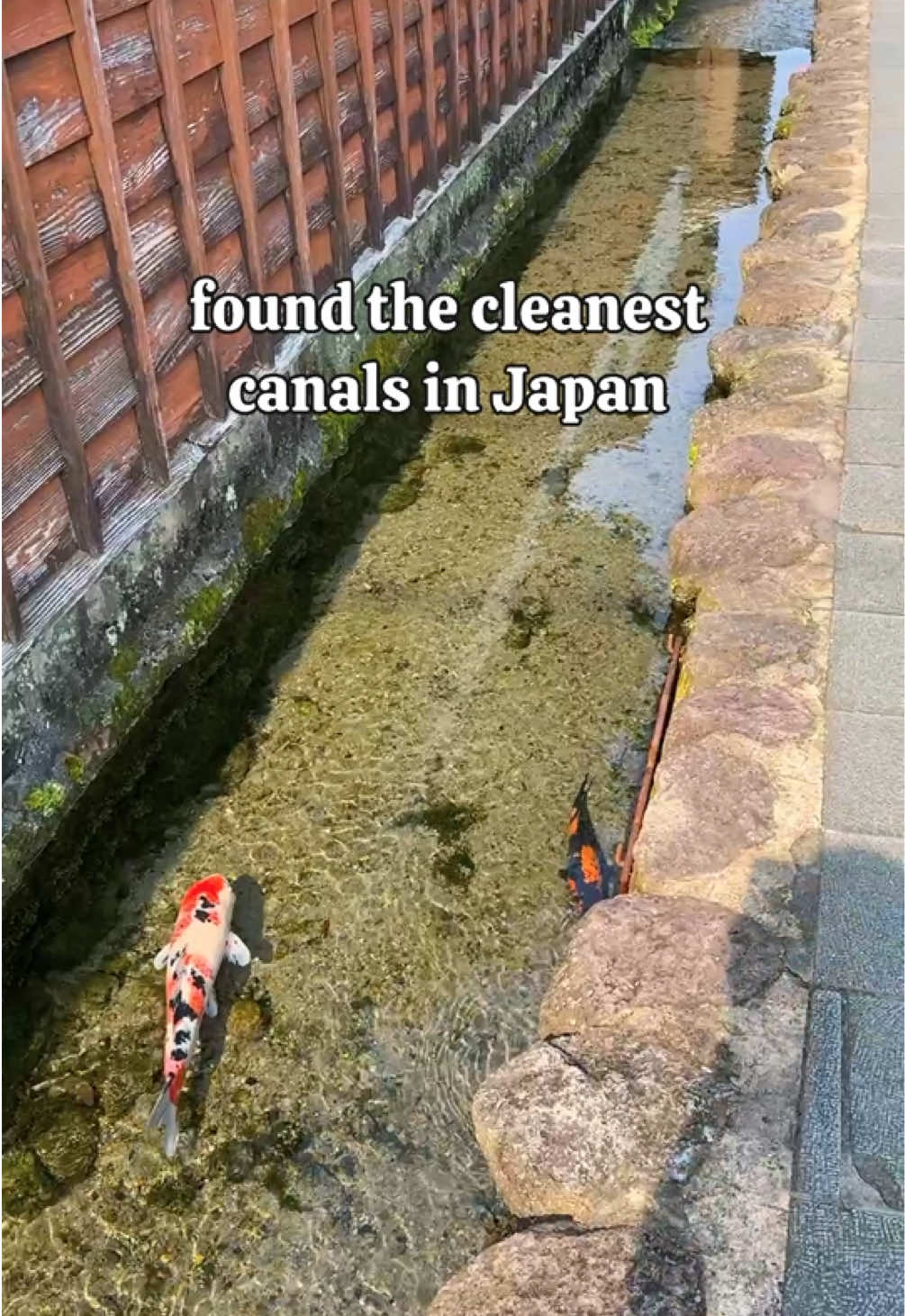 Cleanest canals in Japan, or perhaps the world? These koi fish thrive in Shimabara’s drainage canals. This beautiful spring water flows from Mt. Unzen, one of the Japan’s many active volcanoes.  📍 Koi no oyogu machi street - Shimabara, Nagasaki  🎥 @franklinthewoman - permission is required to repost or feature. Subject to copyright. #koi #koifish #shimabara #nagasaki #nagasakitravel #nagasakijapan #japancountryside 