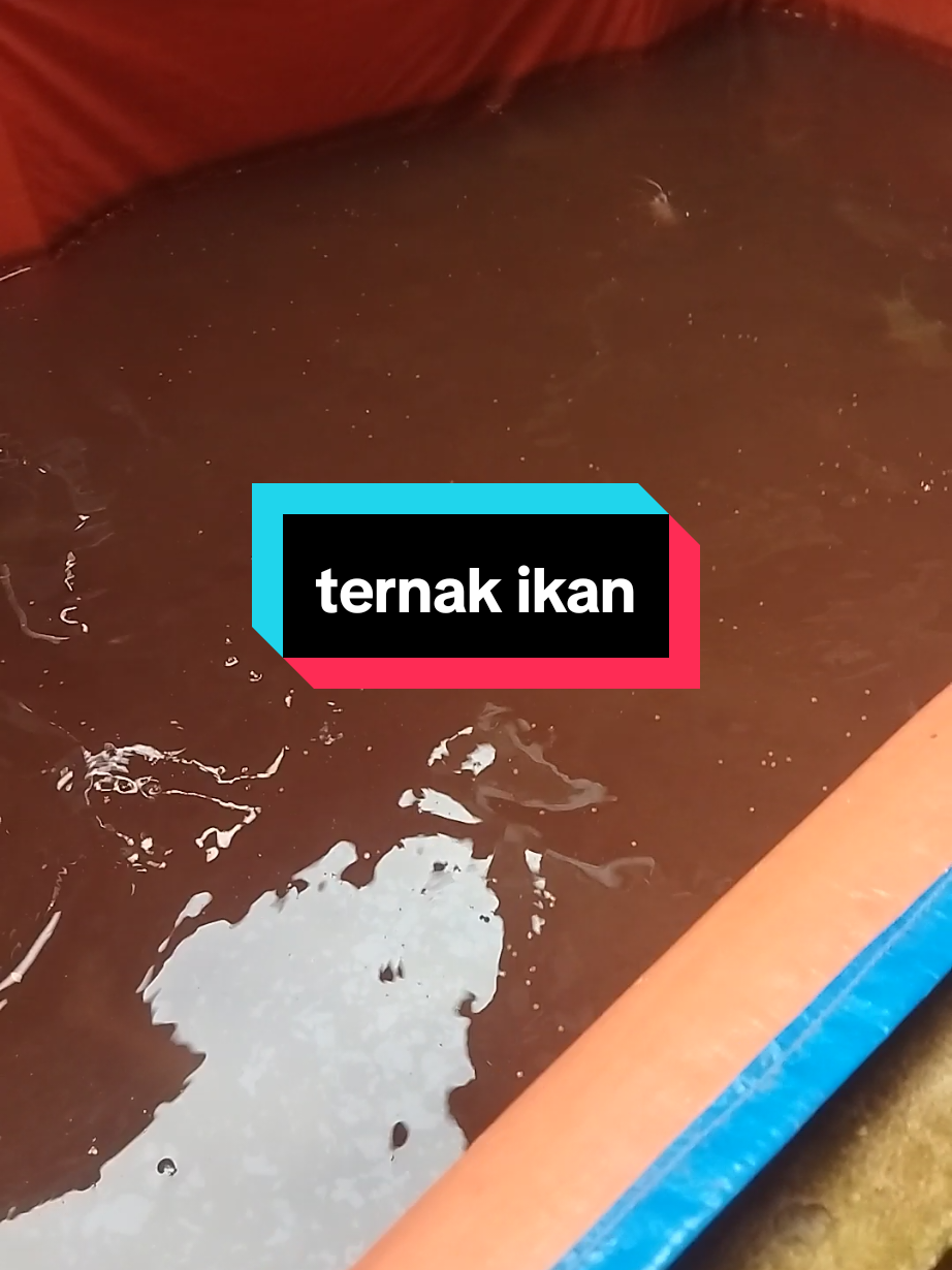 pakan umpan ikan lele, makanan ternak lele#ternak lele konsumsi untuk pemula #pakanikan 