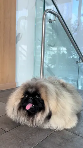 #fyp #dog #dogsoftiktok 