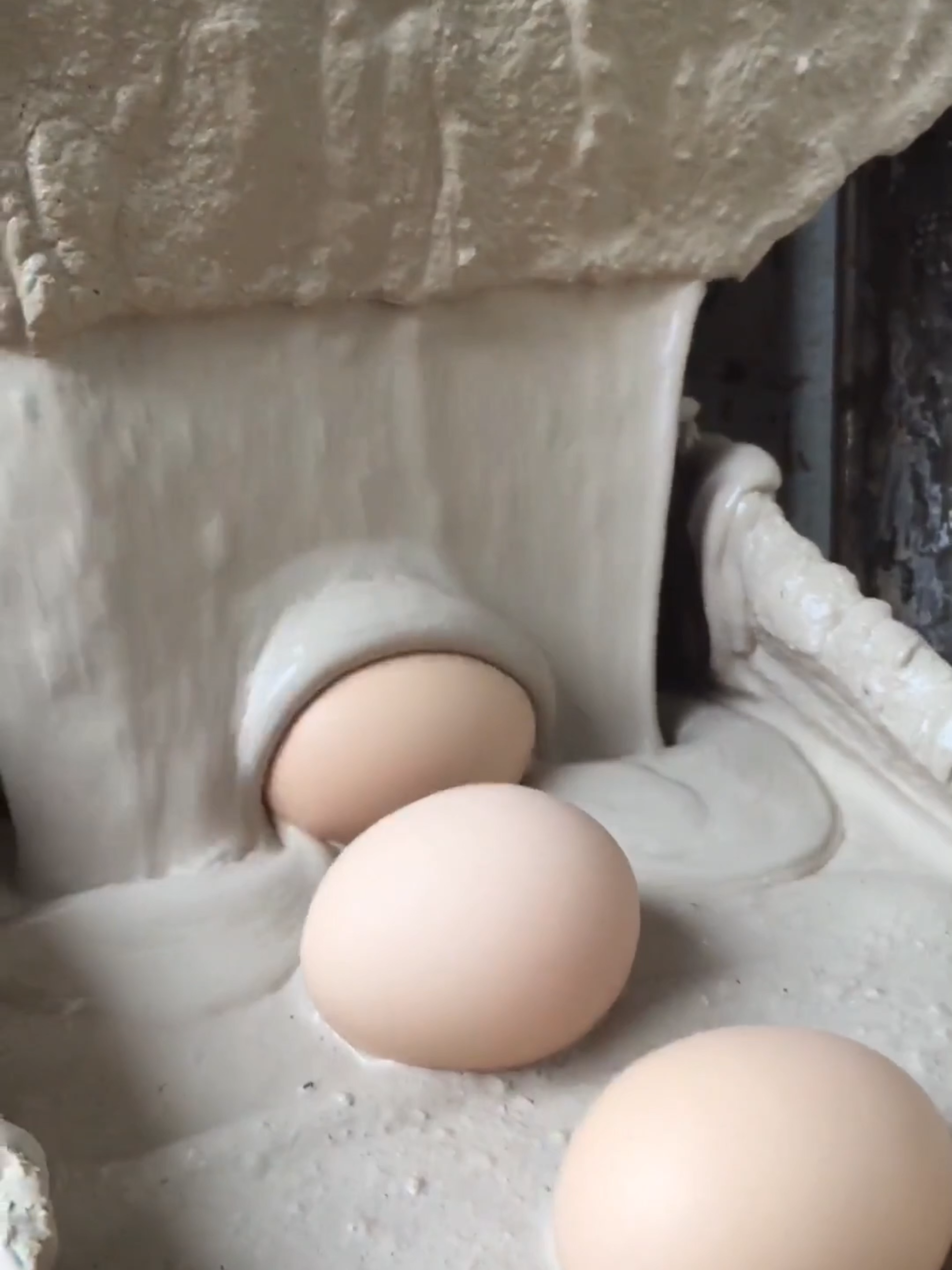 Egg can be manufactured? #egg #factory #farming