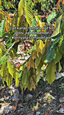😔#petanimuda #petanicoklat #kakao #fypage #zxycba #petaniindonesia🇮🇩🇮🇩🇮🇩🌿🌿#