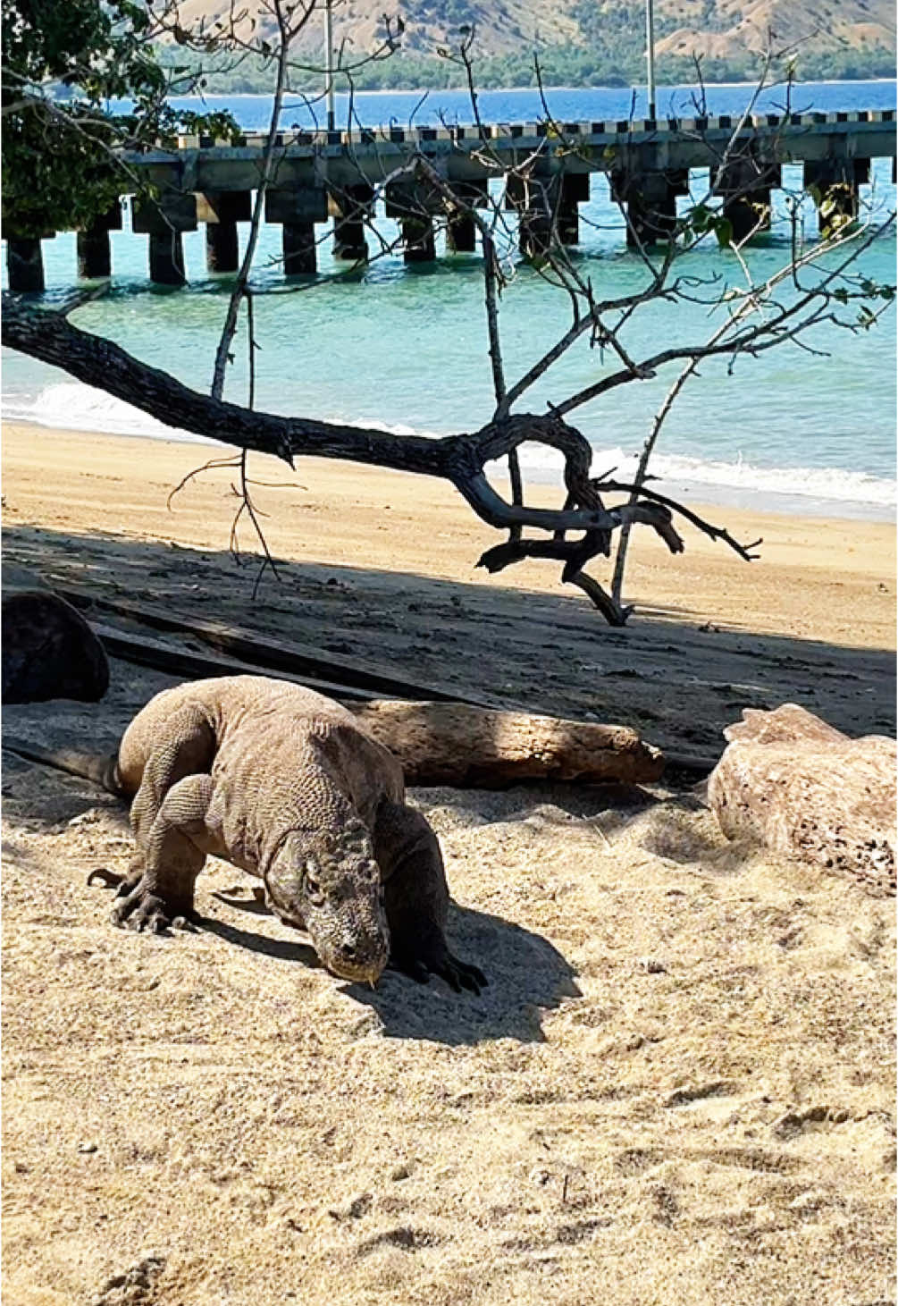 The last dragon on earth - Komodo Dragon 🐉 #komododragon #komodo #pulaukomodo #komodoisland #labuanbajo #animals #wonderfulindonesia #sea #komodonationalpark 