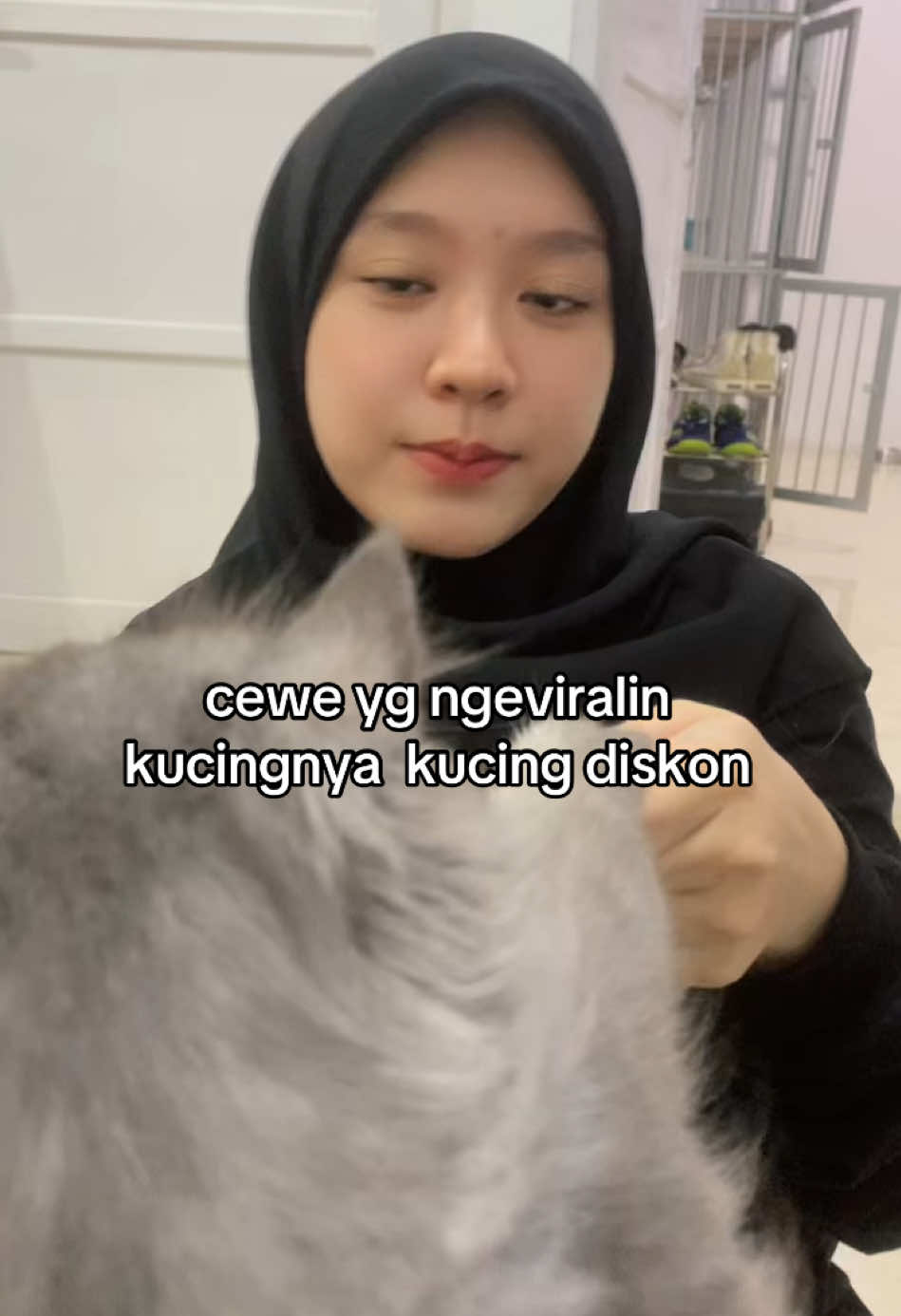 males bgt: 🦭 #perfectduo #partnerincrime #couplegoals #catsoftiktok #fyp 