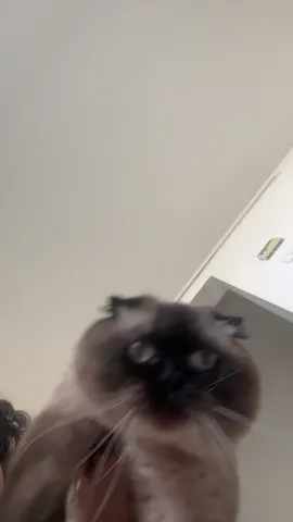 Chili had to hop on 