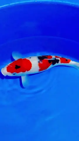 Taisho Sanshoku 30bu #koishow #ikankoi #koifish #ikankoiindonesia #fypage #nishikigoi #fyp #fypシ #koilovers #nishikigoi 
