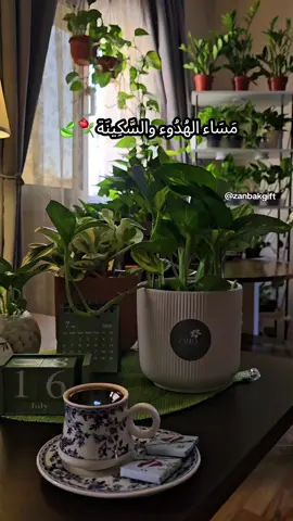 مساء الهدوء وراحة البال⚘️🍃 #نباتات_داخليه #plants #jeddah #اكسبلورexplore #plant #foryou #explore #نباتات #your_coffee #طبيعة #jeddah #جده 