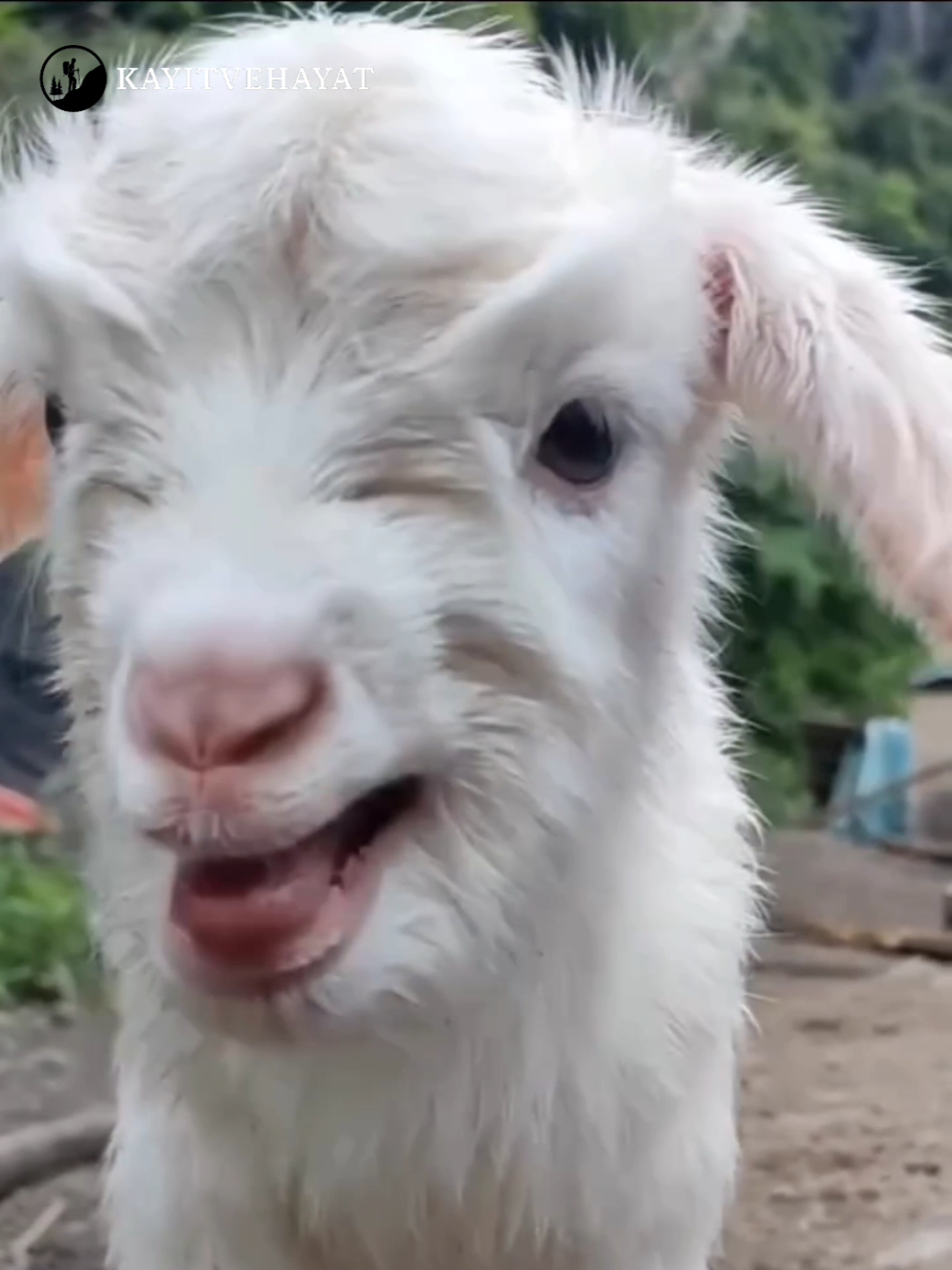 Sevimli Hayvan Sesleri | Cute Animal Sounds 😍 #cuteanimals #köyhayatı #keçi #goat #viralvideo #kuzu #lamb #cow #Buzağı #eşek #animalsounds #keşfet 