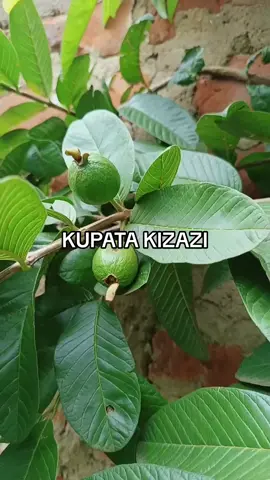 JEE UNASUMBULIWA NAKIZAZI #CALL#WHATSAPP  +254795446529