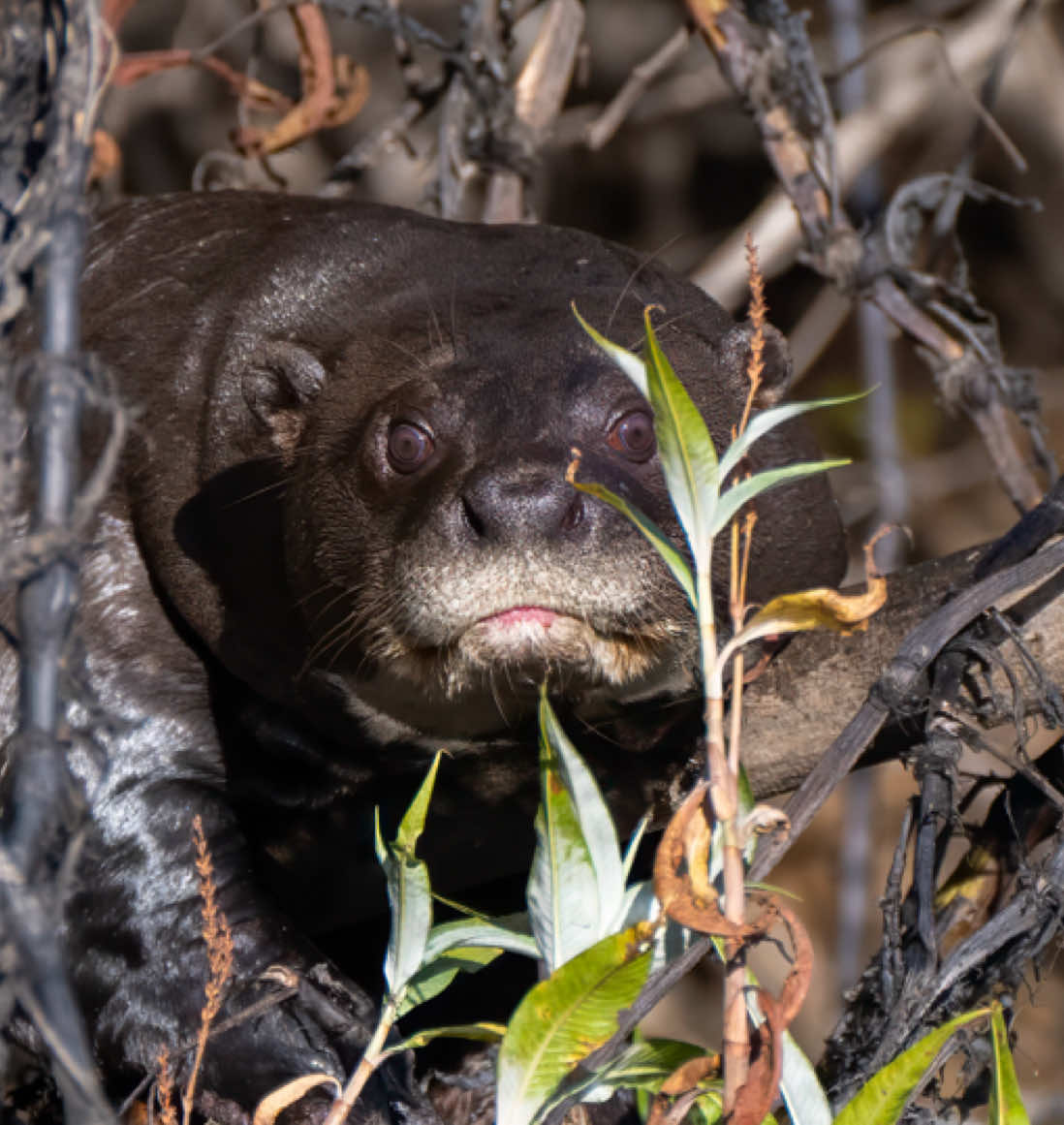 Turns out giant river otters are NOT very photogenic… Stumbled across this video idea by @wwfbelgium and couldn’t resist but redo it with my own photos and videos 😁