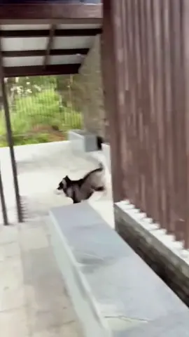 Try not to laugh when you watch 😂😂😂 #funny #dog #animals #funnyvideos #cat #haha #pet #funnypets #PetsOfTikTok #dogsoftiktok 