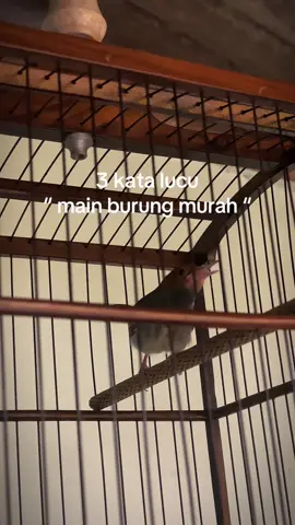 Eben 🫠 #prenjakku #prenjak #prenjakmania #prenjakmaniaindonesia #prenjakngalun #prenjakgacor #prenjakkepalamerah #hobiburung #kicaumania #kicaumanianusantara #storykicaumania #klaten24jam 