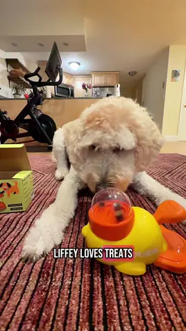 Liffey loves treats and she’s gonna do everything she can to get it out of her new duck friend!  #ducktoy #slowfeeder #treatpuzzle #goldendoodle 