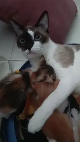 alguien sabe porque mi gato macho actúa como hembra?
