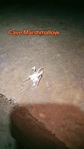 #marshmallow #cave #cavetok #caving #spelunking #adventure #explore #underground #cricket 