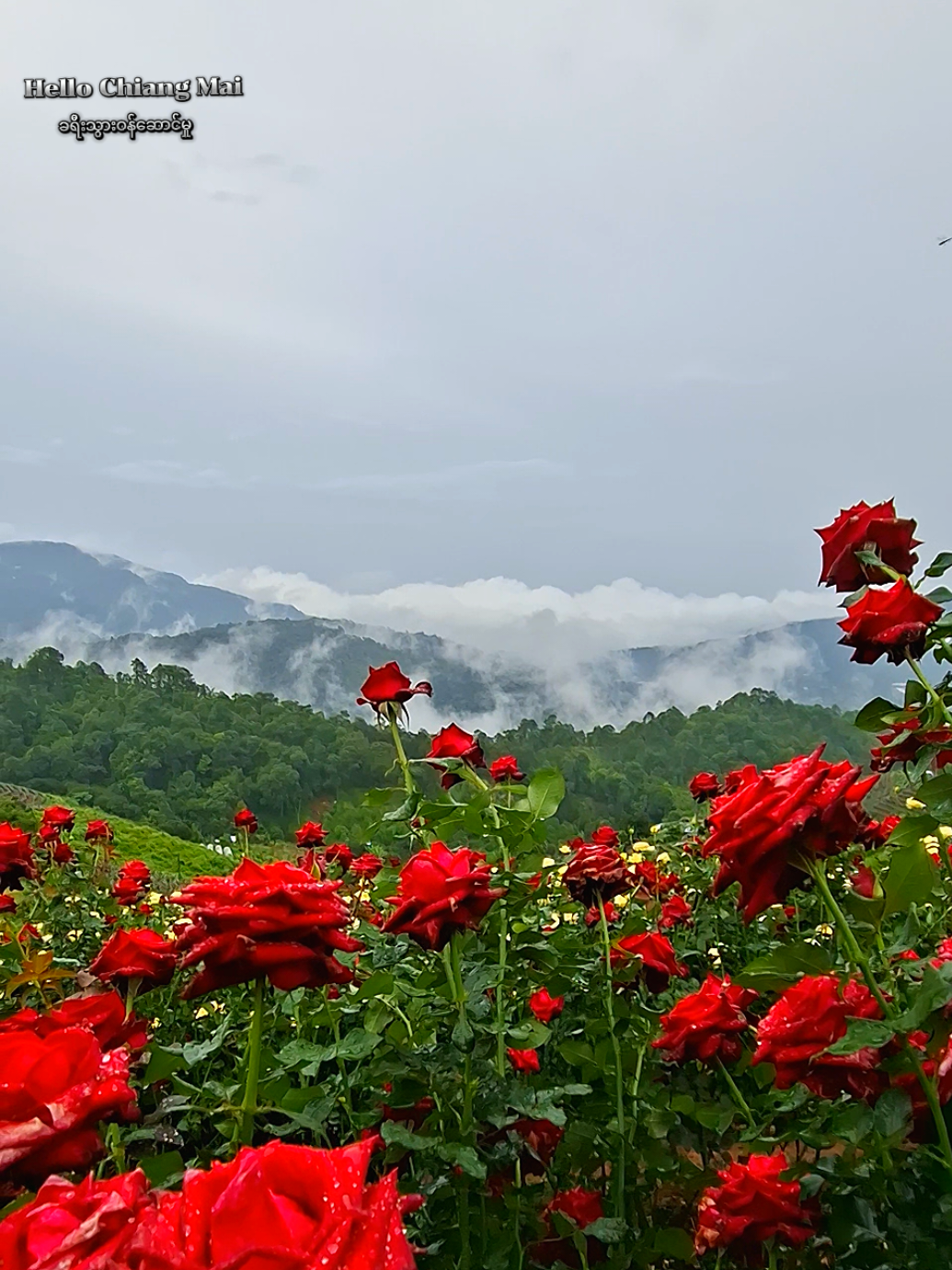 16/07/25 ဒီနေ့မြင်တွေ့ရတဲ့ နှင်းဆီပန်းခင်းနဲ့ Pong Yaengတောင်ပေါ်အလှ မိုးကလဲရွာပန်းတွေကလည်းလှ 𝖧𝖾𝗅𝗅𝗈 𝖢𝗁𝗂𝖺𝗇𝗀 𝖬𝖺𝗂  090 214 3593 ☎️