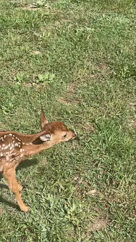 deer facts no printer #bodhi4prez #deer #pets #fyp #facts #funfact #deerfact #doe #buck #fypシ #hellyeah #animal #silly #deertok #deertiktok #PetsOfTikTok #deercore #fawn #cute 