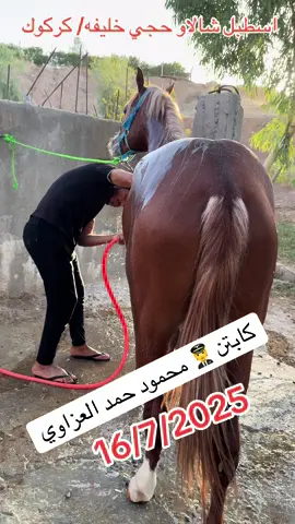 #شعب_الصيني_ماله_حل😂😂 #العراق #اربيل #بغداد_بصرة_موصل_الكويت_الخليج_دبي_ #capcutvelocity #CapCut #CapCut #ايران🇮🇷 #تركيا🇹🇷اسطنبول #سوريا #viraltiktok #anime #fy #islam #foryou #videoviral #كوردستان #video #foryoupage #viral 