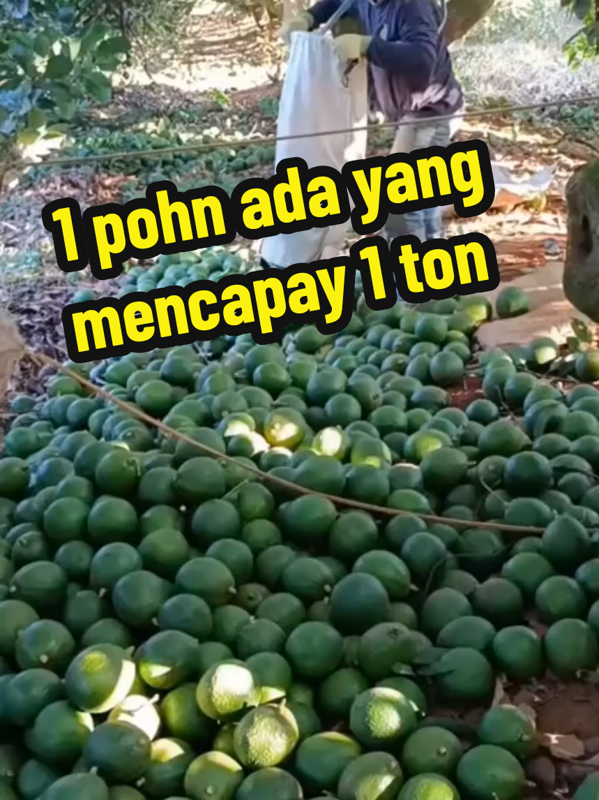 cara pohn alpukat berbuah lebat #petaniindonesia🇮🇩🇮🇩🇮🇩🌿🌿 #alpukat #pyfツ 
