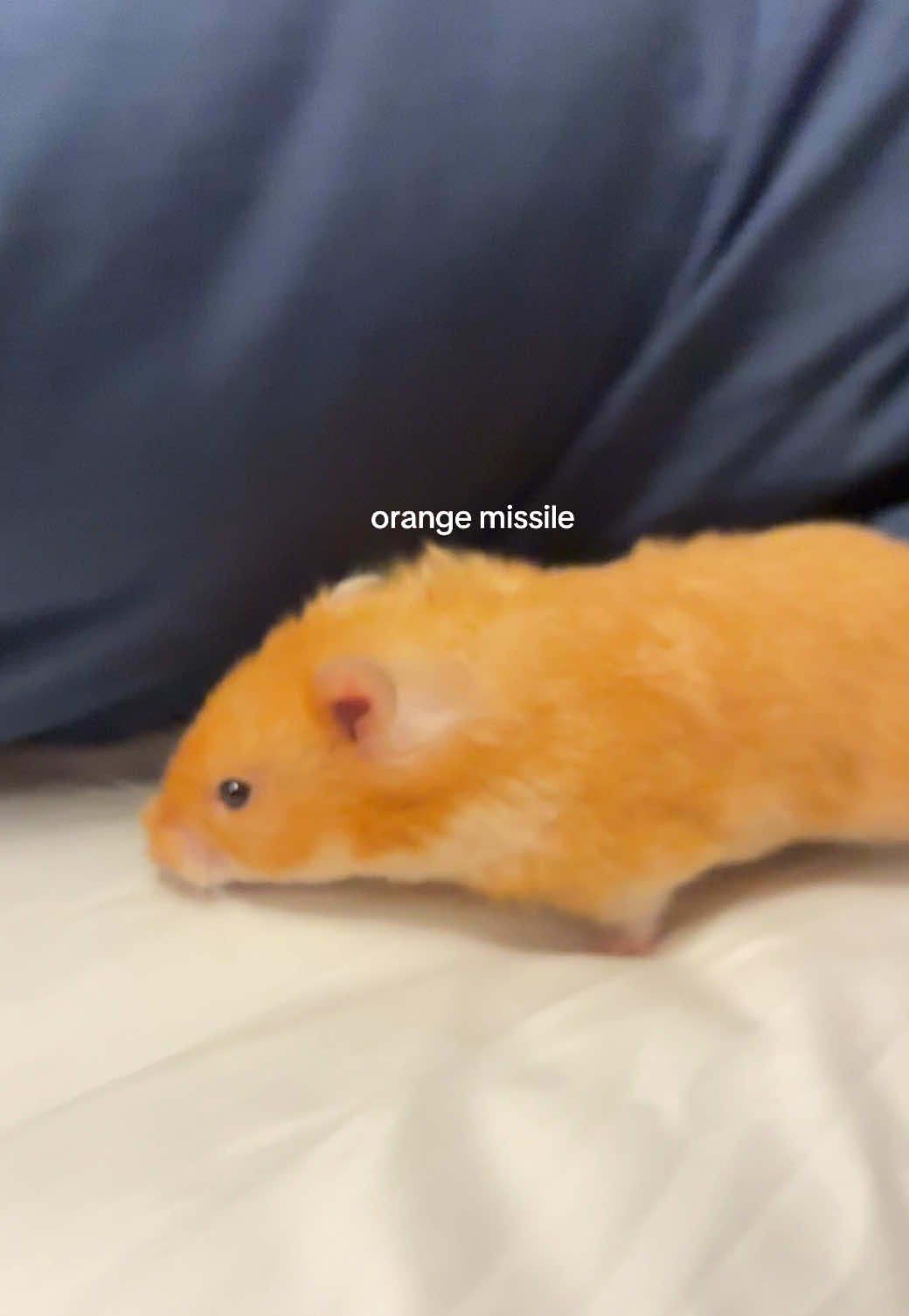 #hamster_team🐹 #hamster #fyp #hamstertok #hamstersoftiktok             
