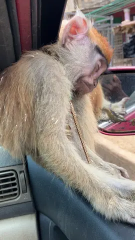 Over thinking will kill my pet Onipannye