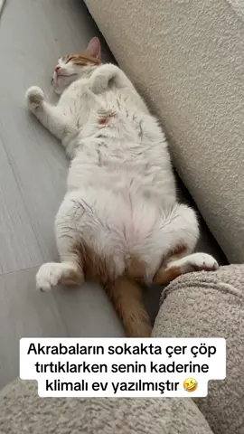 #keşfet #cats #Love 