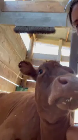 A small compilation of Daphne! I never knew a cow could have so much sass until we got her! More to come!! #cowsoftiktok #funnyfarm #grasspuppy 