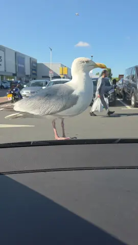 #jet2 #seagull 