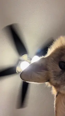 When a fox kit grabs your phone… #fox #phone #play #viral #fyp #foryoupage #trending 