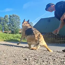 Part 2/2 My Fave Chaos #Agents Planning My Epic Faceplant! #GermanShepherds steal my heart and my balance. These furry masterminds are always scheming to trip me up. Anyone else got a GSD with a PhD in chaos? Share your stories! #DogLife #TripTactics #PetComedy #ShepherdSchemes #DogLovers #Doggo #PawPlot #FurryFiends 