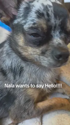 come say hello to Nala! #fyp #foryoupage❤️❤️ #beautiful #foruyou #page #hi #hello #hellotiktok #nala 