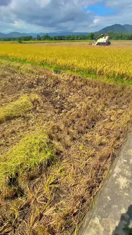 Koyo lapangan✈️#combineponorogo #maxxibimocombine102stanles #bimoss🔥🌾 #petanimudamilenial 