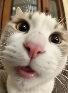 #cute #fyp #cat #tiktok #foryou 