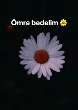 Ben kimseyi seni kadar sevmedim 🌼🌼🌼