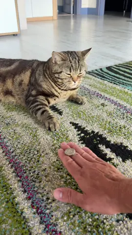 #cat 🫶🏼