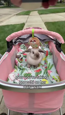 the princess demands her carriage ride #gnocchi #rabbit #hollandlop #bunny #fyp 